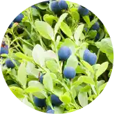
Bilberry-Extract.webp