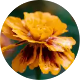 Lutein